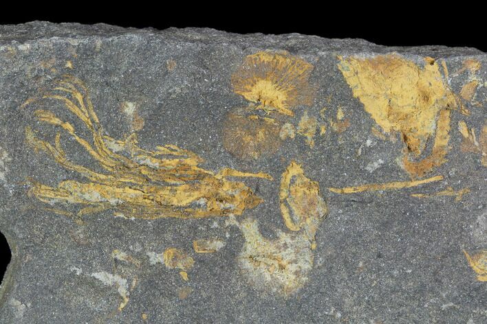 Ordovician Crinoid & Bivalve Fossil - Kaid Rami, Morocco #102847